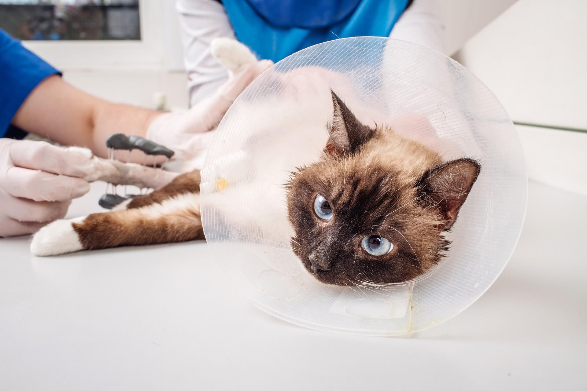 doctor-examining-cat-xray
