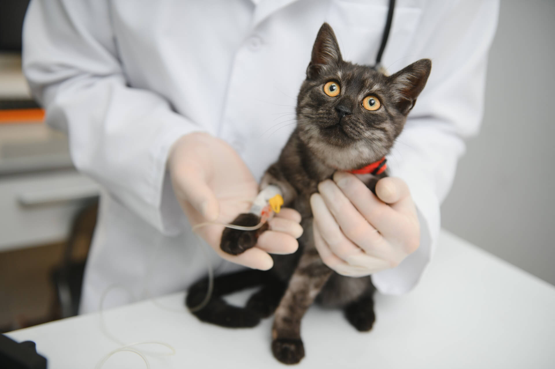 vet-examination-cat-on-table