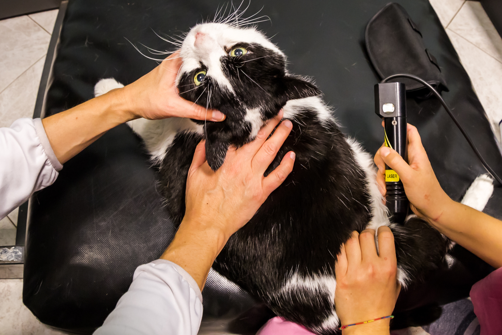 Pet-laser-therapy-header-image